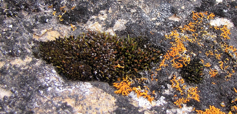 Schistidium frigidum
